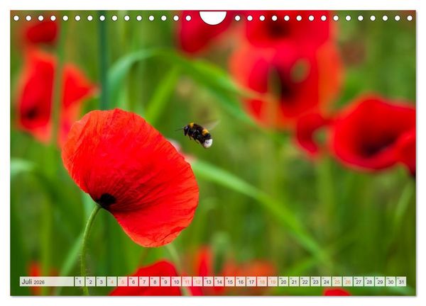 Produktbild: Bienen und Hummeln in Aktion (Wandkalender 2026 DIN A4 quer), CALVENDO Monatskalender
