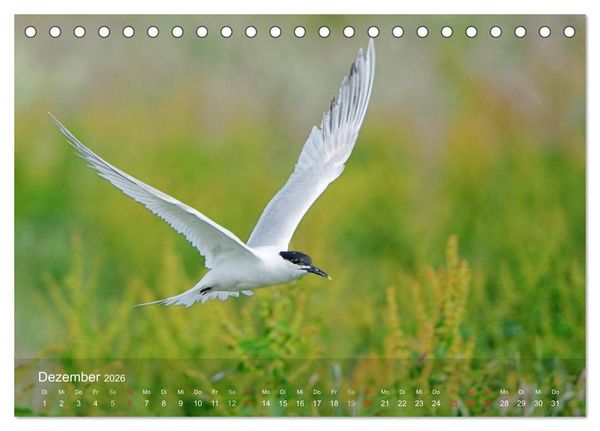 Produktbild: Nordatlantische Seev&ouml;gel (Tischkalender 2026 DIN A5 quer), CALVENDO Monatskalender