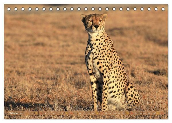 Produktbild: Geparden - Begegnungen in Afrika (Tischkalender 2027 DIN A5 quer), CALVENDO Monatskalender