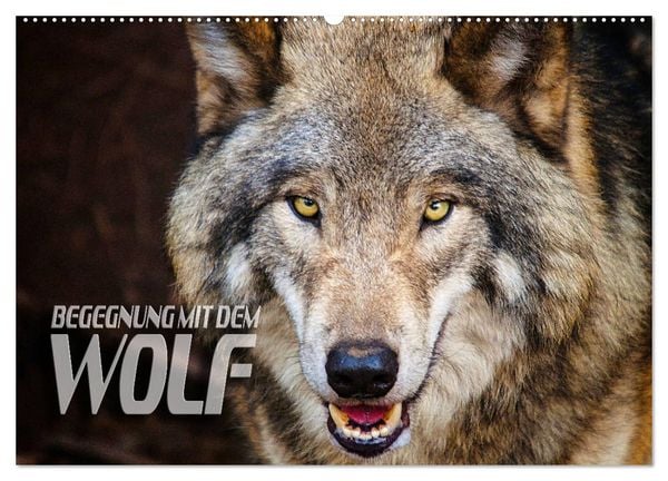 Produktbild: Begegnung mit dem Wolf (Wandkalender 2026 DIN A2 quer), CALVENDO Monatskalender