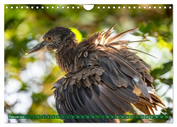 Produktbild: Gr&uuml;nreiher - Krabbenreiher - Nachtreiher (Wandkalender 2026 DIN A4 quer), CALVENDO Monatskalender
