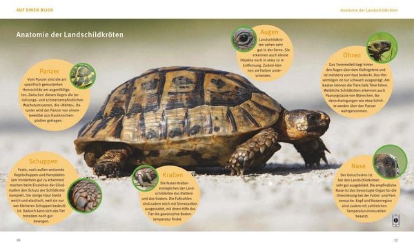 Produktbild: Landschildkr&ouml;ten