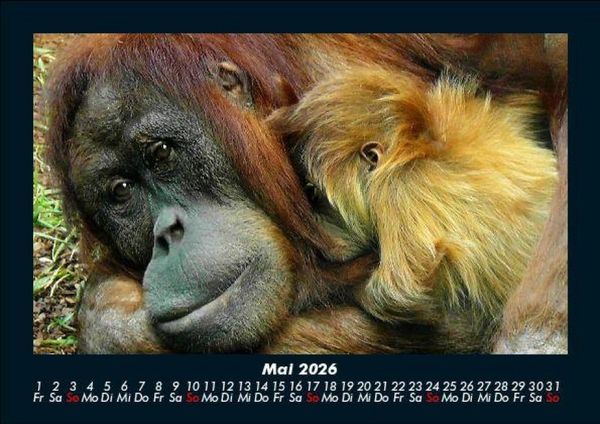 Produktbild: Zoobewohner 2026 Fotokalender DIN A5