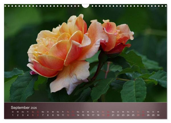Produktbild: Zarte Sch&ouml;nheiten - Rosen (Wandkalender 2026 DIN A3 quer), CALVENDO Monatskalender