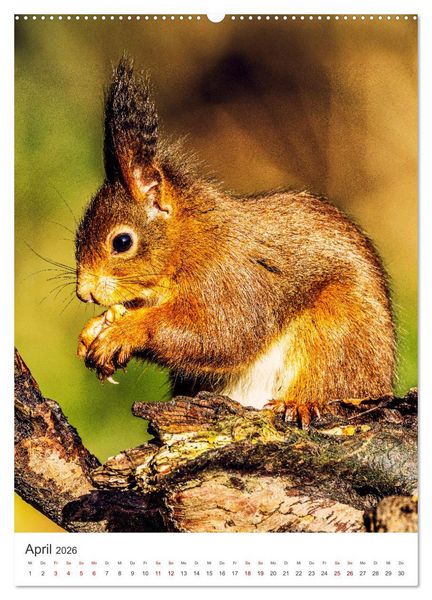 Produktbild: Niedlicher Nager - Das Eichh&ouml;rnchen (hochwertiger Premium Wandkalender 2026 DIN A2 hoch), Kunstdruck in Hochglanz
