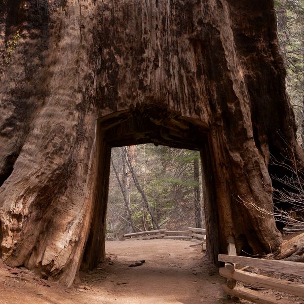 Produktbild: Trees 2027