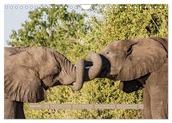 Produktbild: Afrikas Tierwelt - Wilde Elefanten (Wandkalender 2026 DIN A4 quer), CALVENDO Monatskalender
