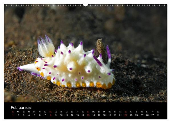 Produktbild: Unterwasserwelt Nacktschnecken (hochwertiger Premium Wandkalender 2026 DIN A2 quer), Kunstdruck in Hochglanz