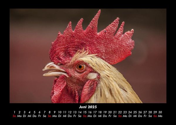 Produktbild: Tiere auf dem Bauernhof 2025 Fotokalender DIN A3