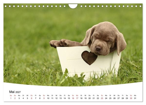 Produktbild: Labrador Welpen - Labrador Puppies (Wandkalender 2027 DIN A4 quer), CALVENDO Monatskalender