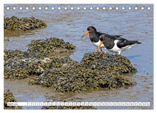 Produktbild: Sturmerprobt - V&ouml;gel an Nordfrieslands K&uuml;ste (Tischkalender 2026 DIN A5 quer), CALVENDO Monatskalender