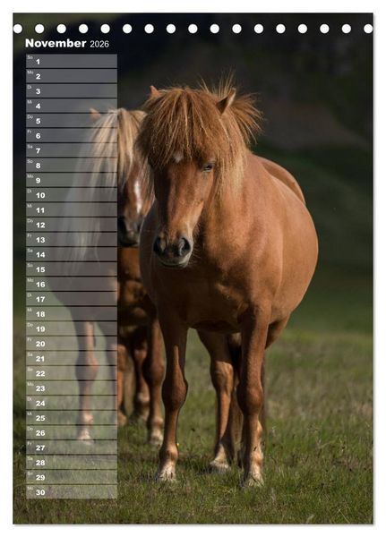 Produktbild: Mein ISLANDPFERDE Planer - Geburtstage, Hof-Feste, Turniere (Tischkalender 2026 DIN A5 hoch), CALVENDO Monatskalender