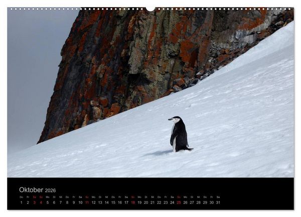 Produktbild: Antarktische Impressionen (Wandkalender 2026 DIN A2 quer), CALVENDO Monatskalender