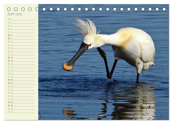Produktbild: Wiedehopf und Co - von Ren&eacute; Schaack (Tischkalender 2026 DIN A5 quer), CALVENDO Monatskalender