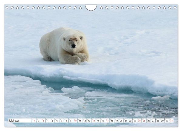 Produktbild: Eisb&auml;ren - K&ouml;nige der Arktis (Wandkalender 2026 DIN A4 quer), CALVENDO Monatskalender