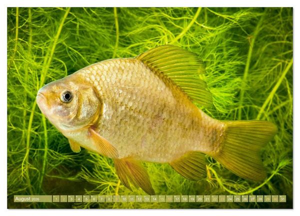 Produktbild: Heimische Fische: Karpfen, Forelle, Hecht (Wandkalender 2026 DIN A2 quer), CALVENDO Monatskalender