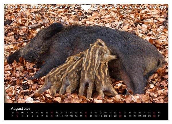 Produktbild: Wilde Wutzen. Das heimische Wildschwein (Wandkalender 2026 DIN A4 quer), CALVENDO Monatskalender