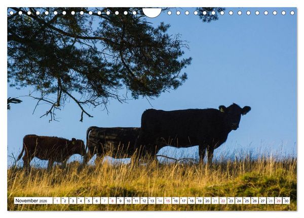 Produktbild: Ein Herz f&uuml;r Rinder (Wandkalender 2026 DIN A4 quer), CALVENDO Monatskalender