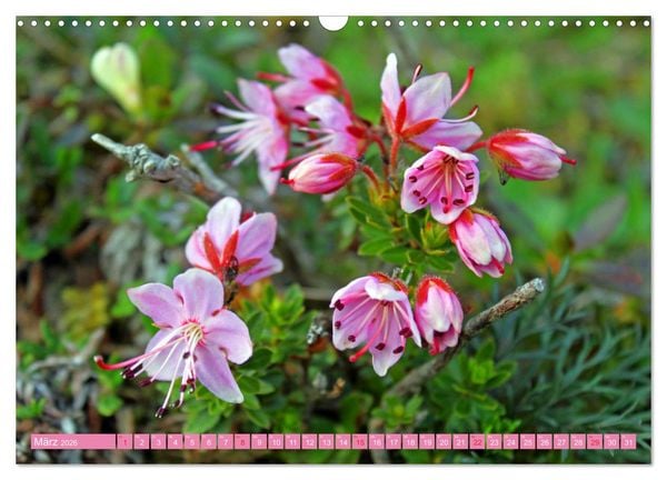 Produktbild: Meine sch&ouml;nsten Alpenblumen (Wandkalender 2026 DIN A3 quer), CALVENDO Monatskalender