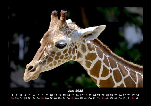 Produktbild: Giraffen 2025 Fotokalender DIN A3