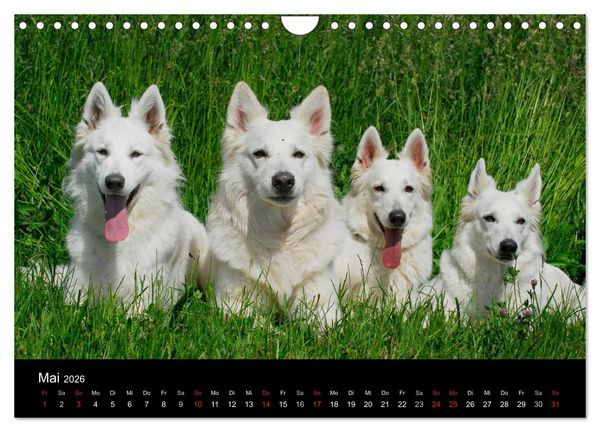 Produktbild: Wei&szlig;er Schweizer Sch&auml;ferhund (Wandkalender 2026 DIN A4 quer), CALVENDO Monatskalender