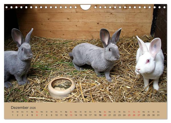 Produktbild: Rex - Kaninchen (Wandkalender 2026 DIN A4 quer), CALVENDO Monatskalender