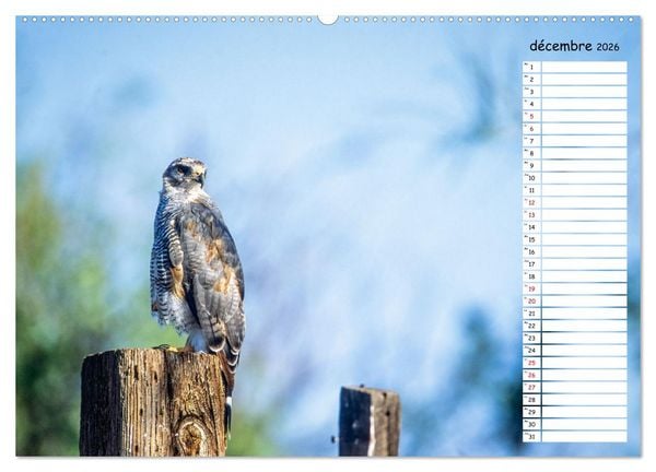 Produktbild: Arizona, une rencontre avec la nature (Calendrier mural 2026 DIN A2 vertical) calendrier de bureau