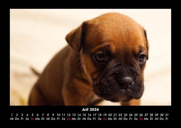 Produktbild: Welpen 2026 Fotokalender DIN A3