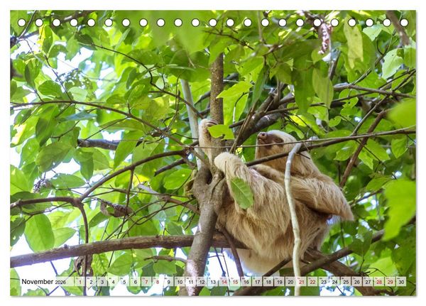 Produktbild: Costa Rica - Tierwelt und Landschaften (Tischkalender 2026 DIN A5 quer), CALVENDO Monatskalender
