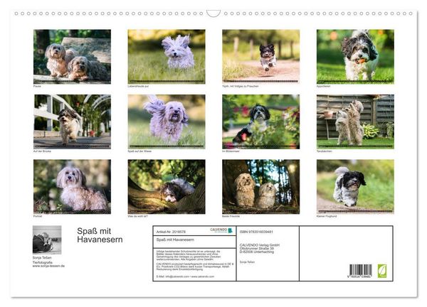 Produktbild: Spa&szlig; mit Havanesern (Wandkalender 2026 DIN A2 quer), CALVENDO Monatskalender