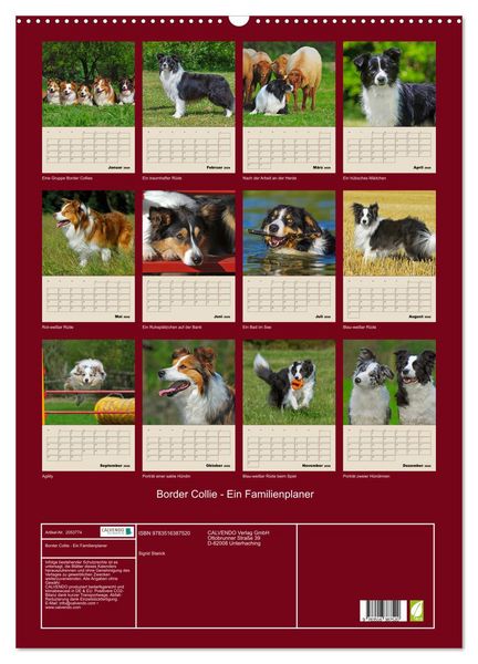 Produktbild: Border Collie - Ein Familienplaner (Wandkalender 2026 DIN A2 hoch), CALVENDO Monatskalender