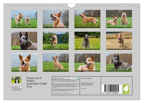 Produktbild: Power auf 4 Pfoten. Australian Cattle Dog (Wandkalender 2026 DIN A4 quer), CALVENDO Monatskalender