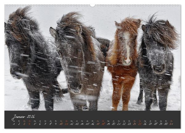 Produktbild: Islandpferde im Isi-Land (Wandkalender 2026 DIN A2 quer), CALVENDO Monatskalender