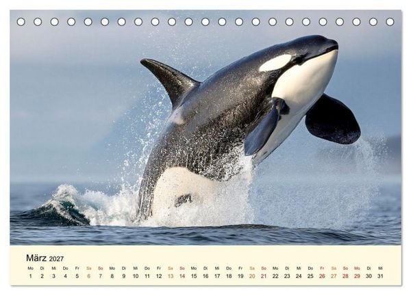 Produktbild: Orcas - Wilde Eleganz des Meeres (Tischkalender 2027 DIN A5 quer), CALVENDO Monatskalender