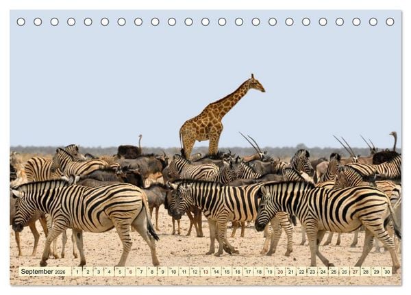 Produktbild: Afrika. Botswanas wundervolle Tierwelt (Tischkalender 2026 DIN A5 quer), CALVENDO Monatskalender