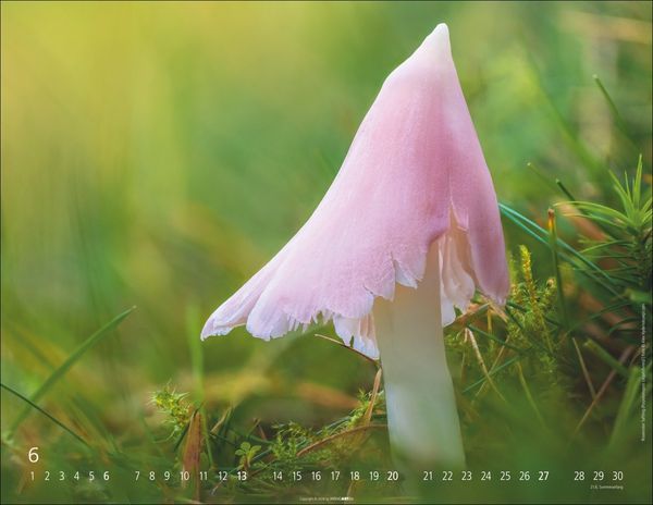 Produktbild: Wunderwelt der Pilze Kalender 2027