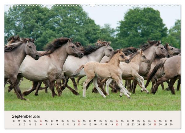 Produktbild: D&uuml;lmener Wildpferde (Wandkalender 2026 DIN A2 quer), CALVENDO Monatskalender