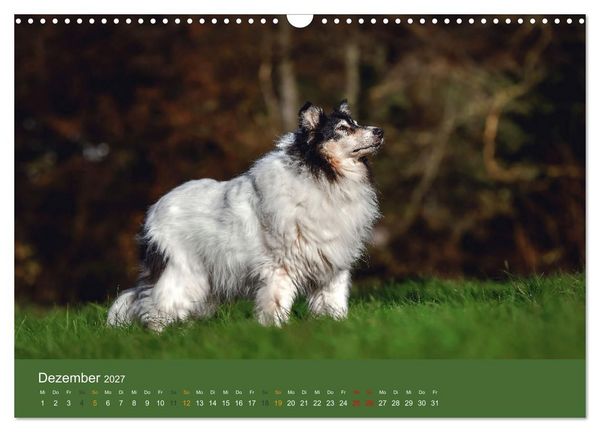 Produktbild: Der Collie der beste Hund der Welt (Wandkalender 2027 DIN A3 quer), CALVENDO Monatskalender
