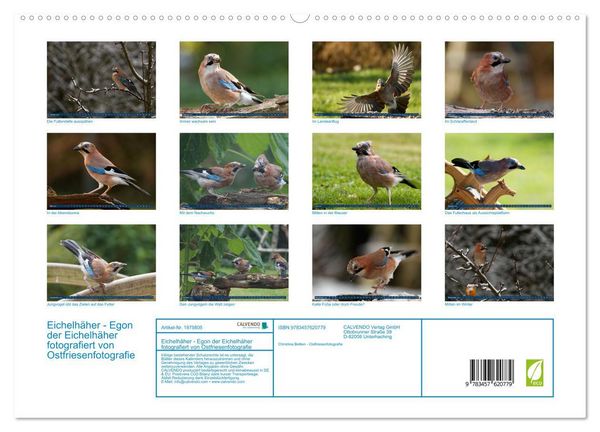 Produktbild: Eichelh&auml;her - Egon der Eichelh&auml;her fotografiert von Ostfriesenfotografie (Wandkalender 2026 DIN A2 quer), CALVENDO Monatskalender