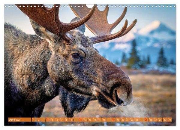Produktbild: Elche und B&auml;ren in Alaska (Wandkalender 2027 DIN A3 quer), CALVENDO Monatskalender