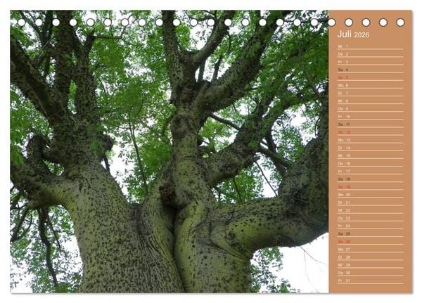 Produktbild: Bilder aus dem Chaco in Paraguay (Tischkalender 2026 DIN A5 quer), CALVENDO Monatskalender