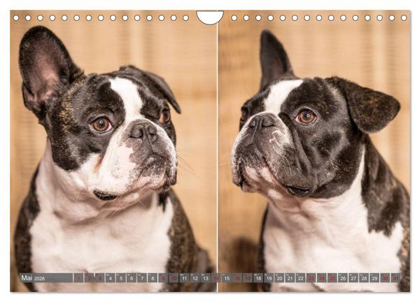 Produktbild: French Bully&acute;s - Gro&szlig;e Sch&auml;tze auf kleinen Pfoten (Wandkalender 2026 DIN A4 quer), CALVENDO Monatskalender