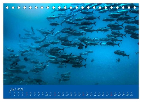 Produktbild: Meer sehen - Abenteuer Tauchen (Tischkalender 2026 DIN A5 quer), CALVENDO Monatskalender
