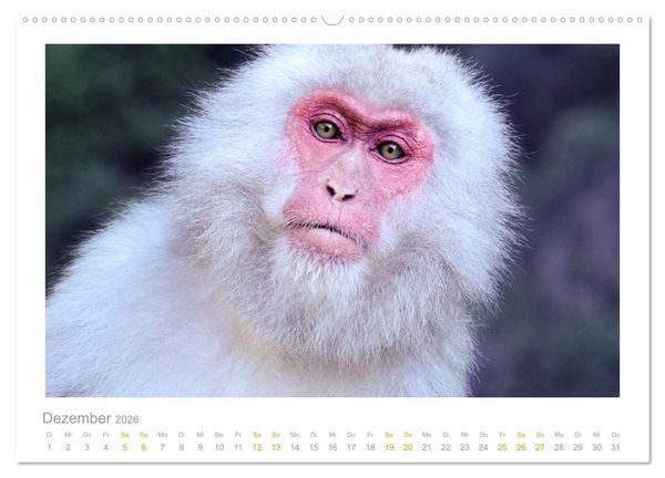 Produktbild: Ein L&auml;cheln f&uuml;r die Tierwelt (Wandkalender 2026 DIN A2 quer), CALVENDO Monatskalender