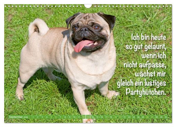 Produktbild: Mopsala: Vom Gl&uuml;ck, ein Mops zu sein (Wandkalender 2026 DIN A3 quer), CALVENDO Monatskalender
