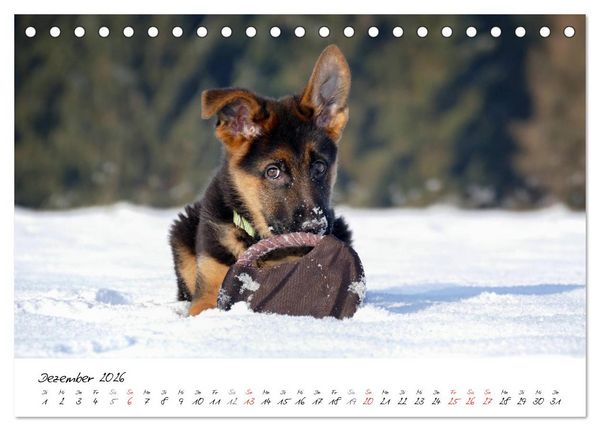 Produktbild: Junge Deutsche Sch&auml;ferhunde (Tischkalender 2026 DIN A5 quer), CALVENDO Monatskalender