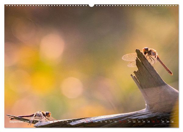 Produktbild: Naturwunder Libellen (hochwertiger Premium Wandkalender 2026 DIN A2 quer), Kunstdruck in Hochglanz