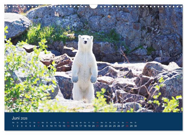 Produktbild: Das Leben der etwas "anderen" Eisb&auml;ren! (Wandkalender 2026 DIN A3 quer), CALVENDO Monatskalender