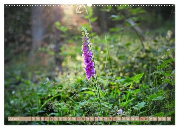 Produktbild: Der Wald - Ort der Ruhe und Besinnung (Wandkalender 2026 DIN A2 quer), CALVENDO Monatskalender
