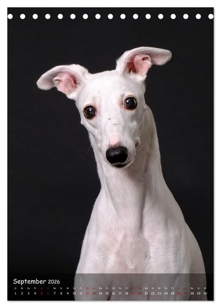 Produktbild: Whippets im Portrait (Tischkalender 2026 DIN A5 hoch), CALVENDO Monatskalender